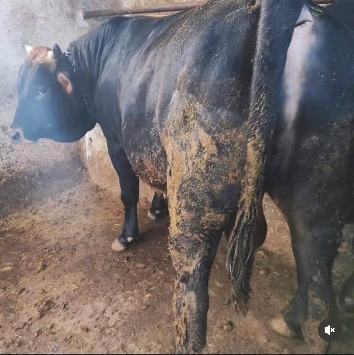 Pehlivanlar Besicilik